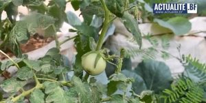 Message du Ministère de l'agriculture : un ménage, un jardin potager pour l'autosuffisance alimentaire